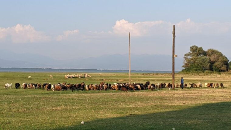 From Thessaloniki: Lake Kerkini, Boat Ride & Winery Day Tour - The Sum Up