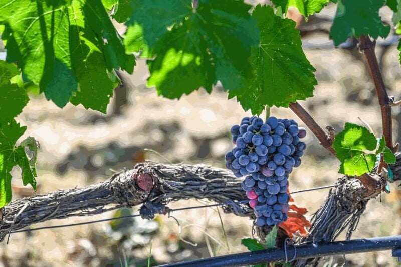 From Thessaloniki: Pella-Edessa-Naousa wine tasting - Good To Know