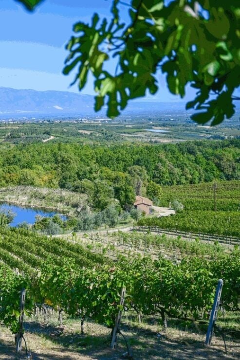 From Thessaloniki: Pella-Edessa Wine Tasting - Itinerary