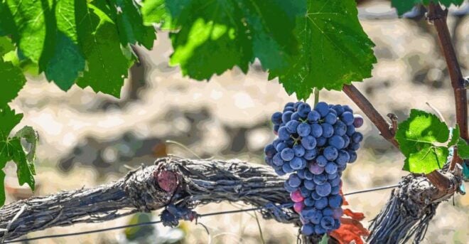 From Thessaloniki: Pella-Edessa Wine Tasting - Experience