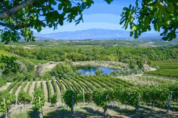 From Thessaloniki: Pella-Edessa Wine Tasting - The Sum Up