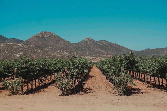 From Tijuana to Valle De Guadalupe Private Tour 6 Passengers - Pricing and Terms