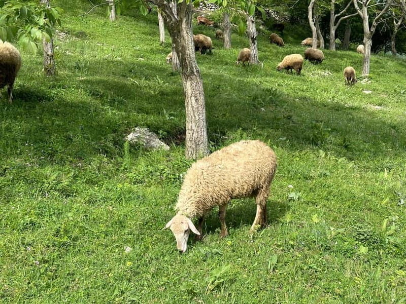 From Tirana: Bovilla Lake & Gamti Mountain Viewpoint Hike - The Hike Begins: Easy, Scenic, and Rewarding