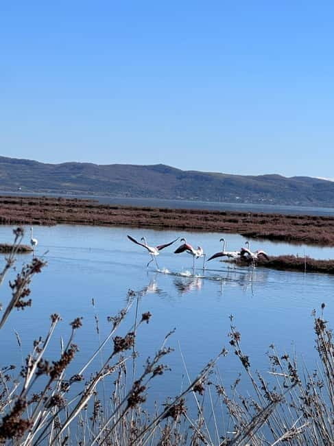 From Tirana/Durres : Karavasta Lagoon 4x4 Offroad Tour. - Practical Tips for Your Trip