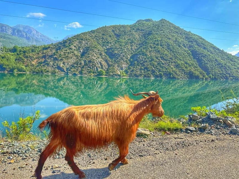 From Tirana/Shkodra: Komani Lake and Shala River Day Trip - Introduction: Why This Tour Is Worth Your Time