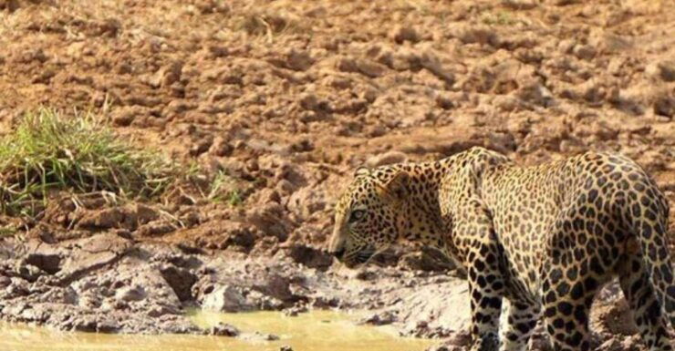 From Tissamaharama: Safari at Lunugamvehera National Park - Inclusions in the Package