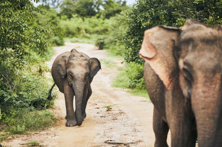 From Tissamaharama: Yala National Park Private Safari - Experience