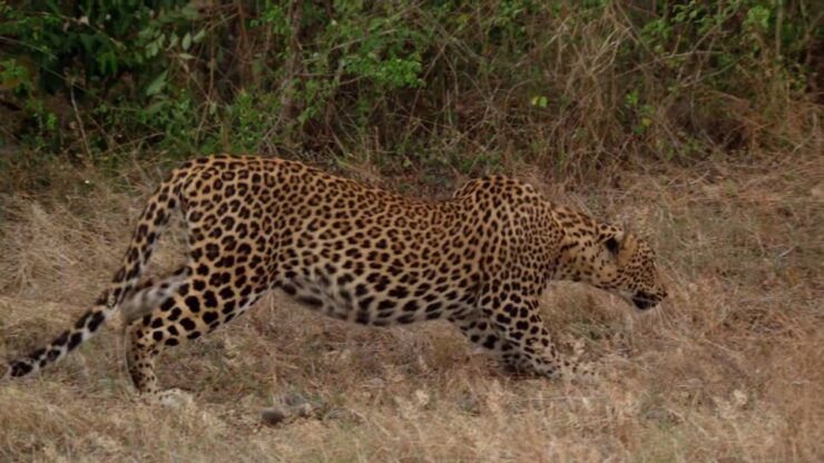 From Tissamaharama: Yala National Park Safari With Transfer - Safari Experience