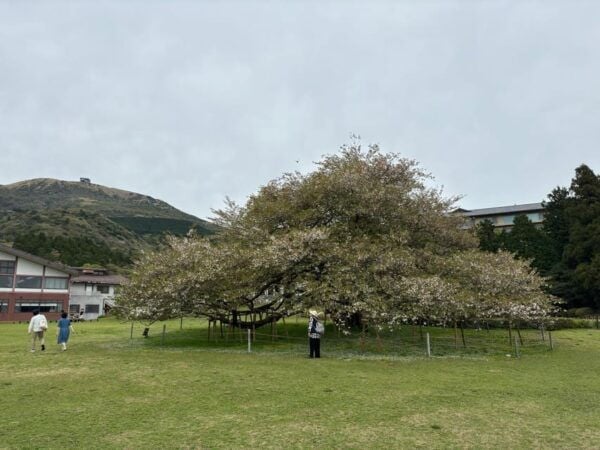 From Tokyo: 3 Day Private Tour (Mt.fuji, Nikko, Hakone) - Booking and Cancellation Policy