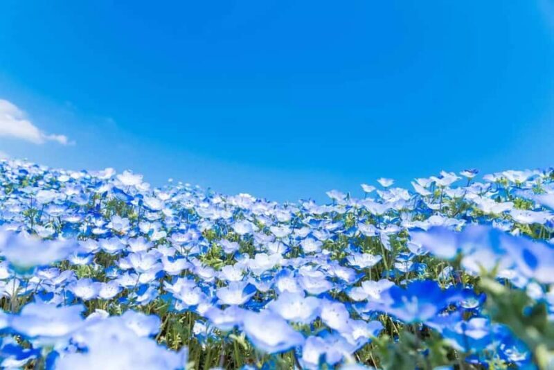 From Tokyo: Ashikaga Flower Park and Hitachi Park Tour - From Tokyo: Ashikaga Flower Park and Hitachi Park Tour Review