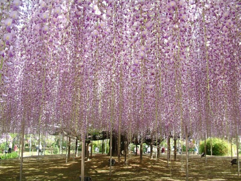 From Tokyo: Ashikaga Flower Park and Hitachi Park Tour - A Full Day of Fuji and Floral Wonder: What to Expect