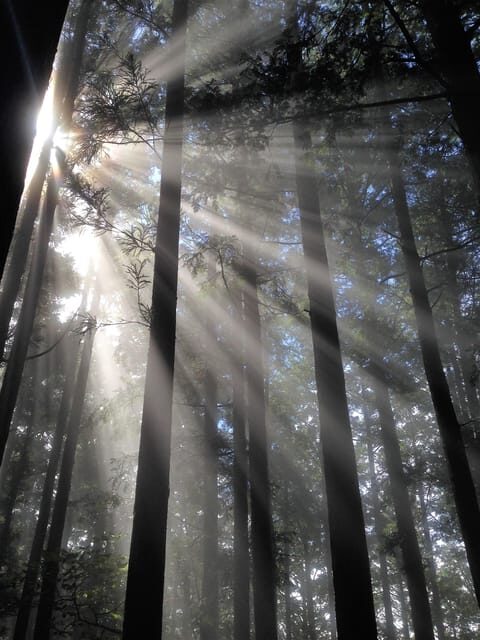 From Tokyo: Chichibu Hiking Day Tour To Mitsumine Shrine - Good To Know