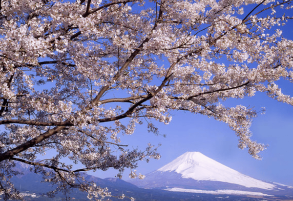 From Tokyo Custom Mt.Fuji Tour With the Private Van - Travel Logistics