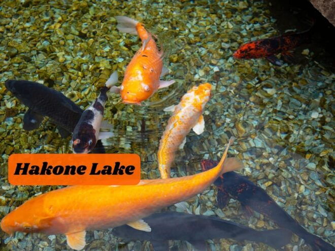 From Tokyo: Hakone, Lake Ashi Private Sightseeing Day Trip - Inclusions and Exclusions