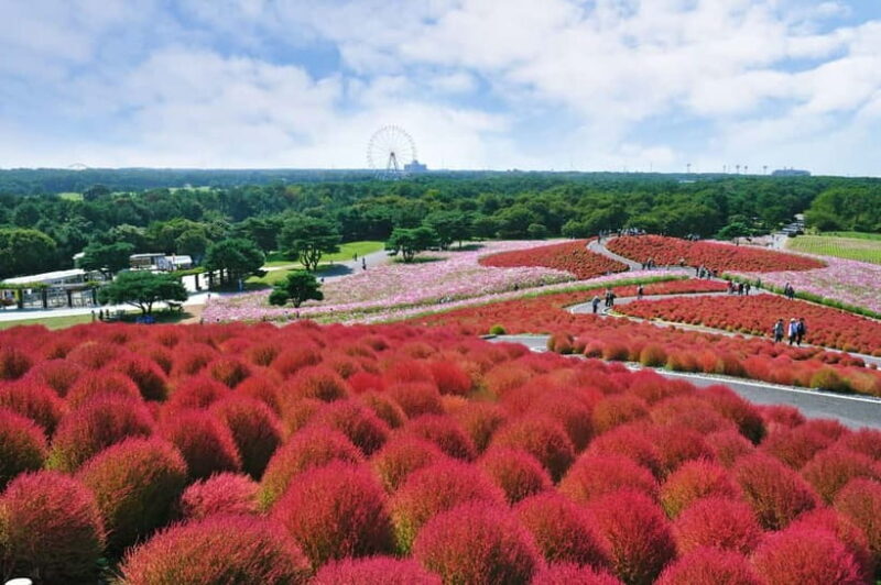 From Tokyo: Hitachi seaside Park & Oarai Isosaki Shrine Tour - Good To Know