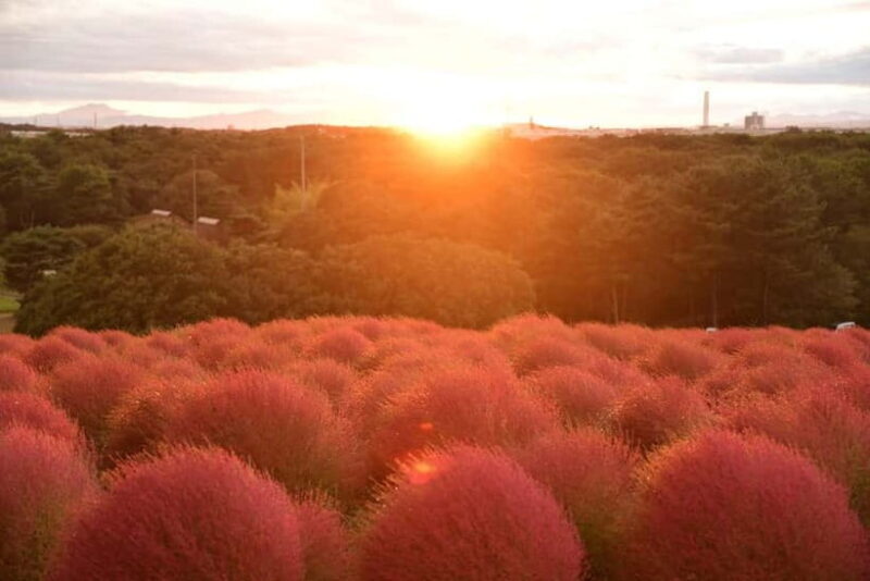 From Tokyo: Hitachi seaside Park & Oarai Isosaki Shrine Tour - The Sum Up