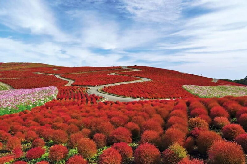 From Tokyo: Hitachi seaside Park & Oarai Isosaki Shrine Tour - FAQ