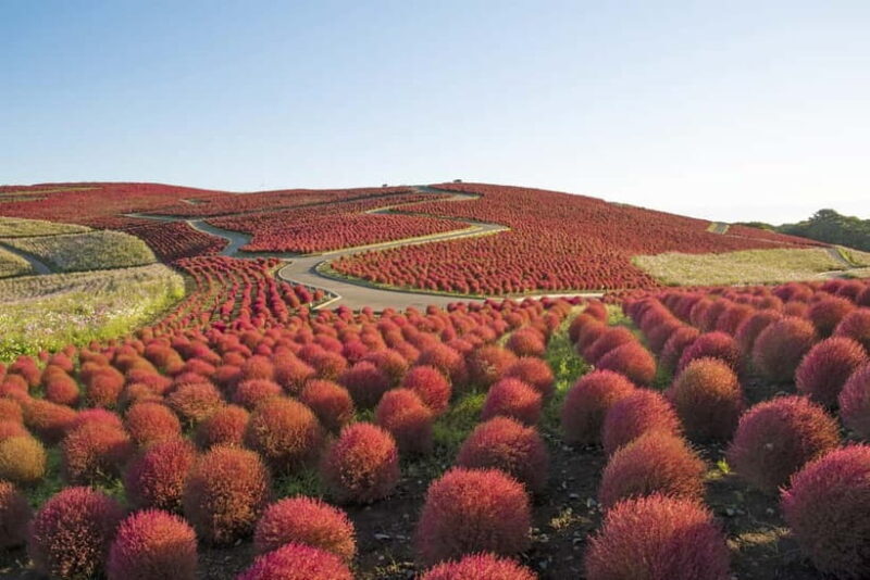 From Tokyo: Hitachi seaside Park & Oarai Isosaki Shrine Tour - Good To Know