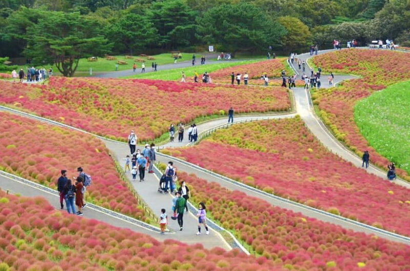 From Tokyo: Hitachi seaside Park & Oarai Isosaki Shrine Tour - Who Should Consider This Tour?
