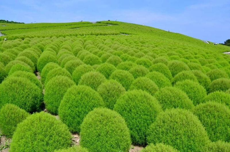 From Tokyo: Hitachi seaside Park & Oarai Isosaki Shrine Tour - FAQ