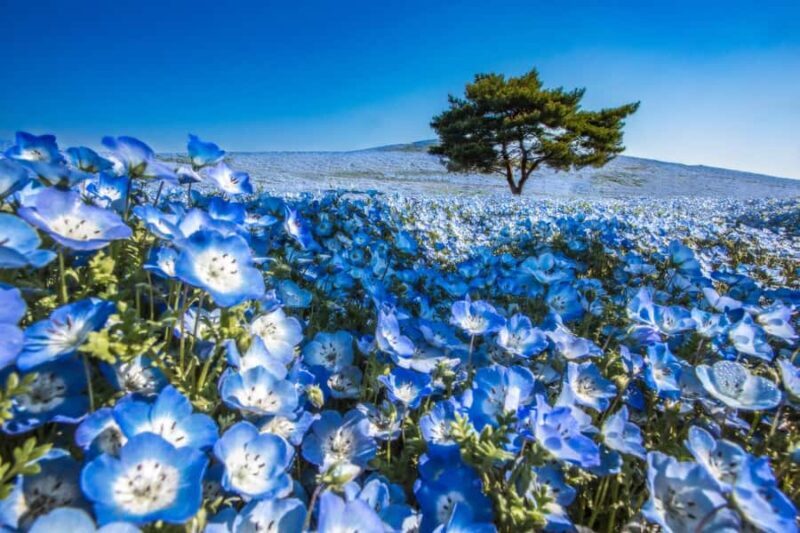 From Tokyo: Hitachi Seaside Park, Sea Torii & Great Buddha - Exploring the Hitachi Seaside Park