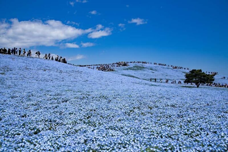 From Tokyo: Hitachi Seaside Park, Sea Torii & Great Buddha - The Sea Torii and Arai Isomae Shrine