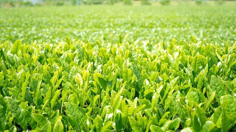 From Tokyo: Kaisei Tea Leaf Picking & Farm-to-Table Lunch - Final Thoughts