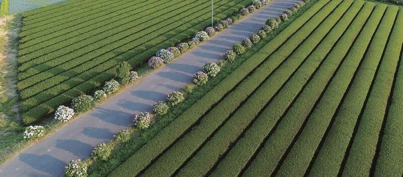 From Tokyo: Kaisei Tea Leaf Picking & Farm-to-Table Lunch - From Tokyo: Kaisei Tea Leaf Picking & Farm-to-Table Lunch – An Authentic Japanese Tea Experience