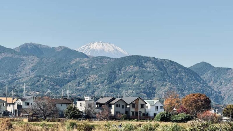 From Tokyo: Kaisei Tea Leaf Picking & Farm-to-Table Lunch - Why This Tour Offers Great Value