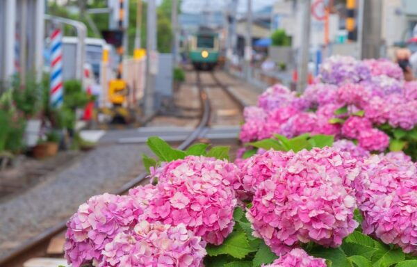From Tokyo: Kamakura Buddha, Enoshima,Shrine,Enoden Day Trip - Important Trip Information