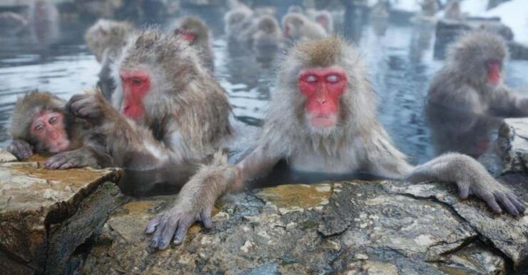 From Tokyo Memorabele Snow Monkey Park & Zenkoji Temple Tour - Good To Know