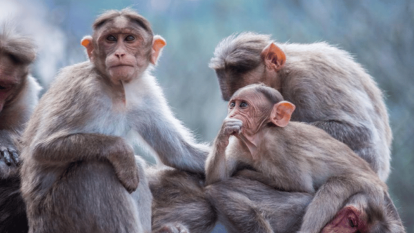 From Tokyo Memorabele Snow Monkey Park & Zenkoji Temple Tour - Frequently Asked Questions