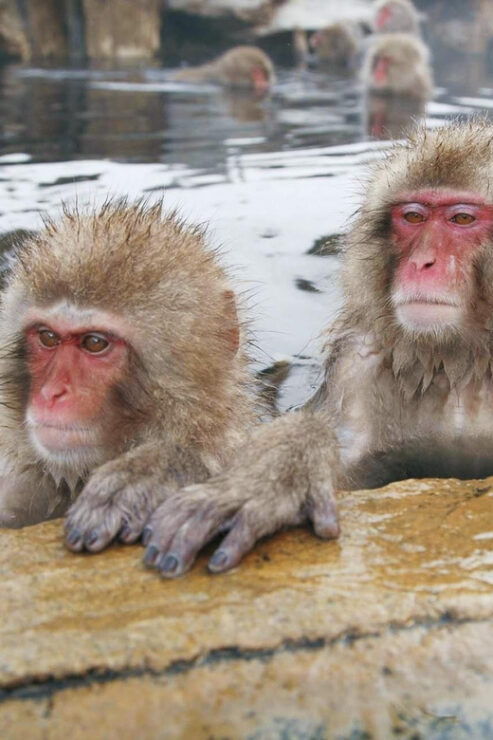 From Tokyo Memorable Snow Monkey Park & Zenkoji Temple Tour. - Good To Know