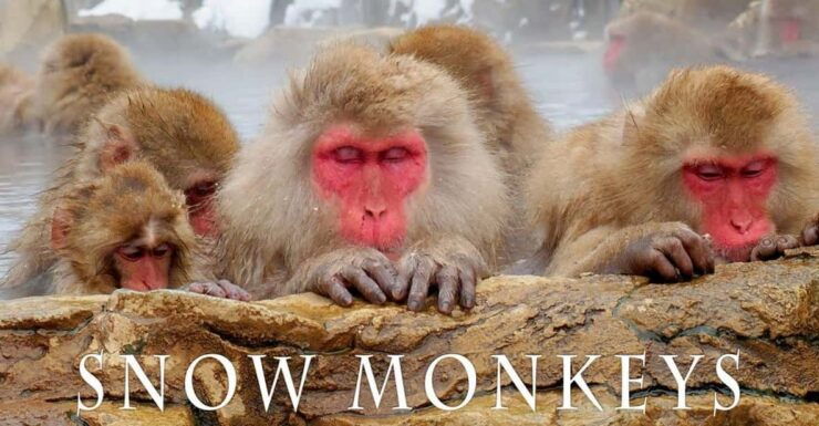 From Tokyo Memorable Snow Monkey Park & Zenkoji Temple Tour. - Itinerary Highlights