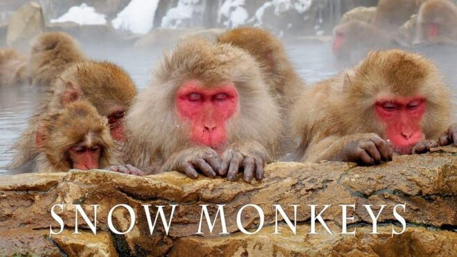 From Tokyo Memorable Snow Monkey Park & Zenkoji Temple Tour. - Snow Monkey Park Experience