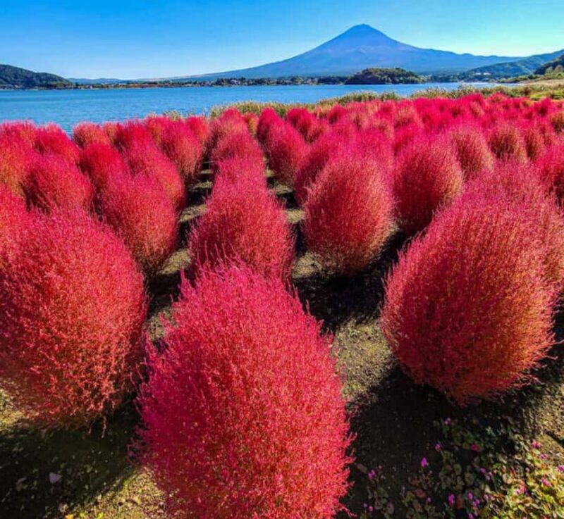 From Tokyo: Mount Fuji and Hakone Customizable Private Tour - Good To Know