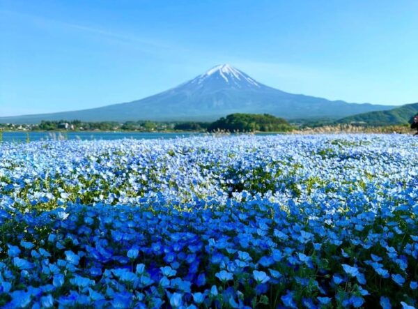 From Tokyo: Mount Fuji Day Tour With English Speaking Driver - Booking and Cancellation Policy