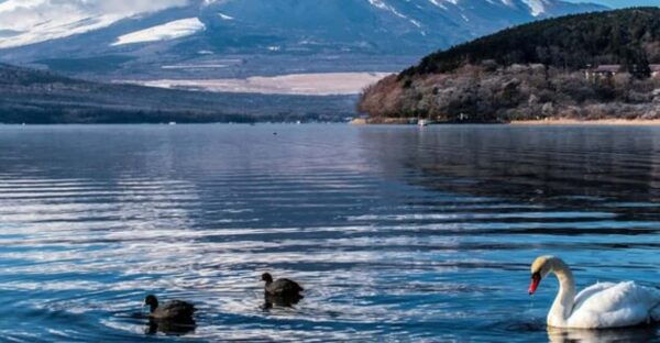 From Tokyo: Mount Fuji Day Trip By English Speaking Driver - Customer Feedback
