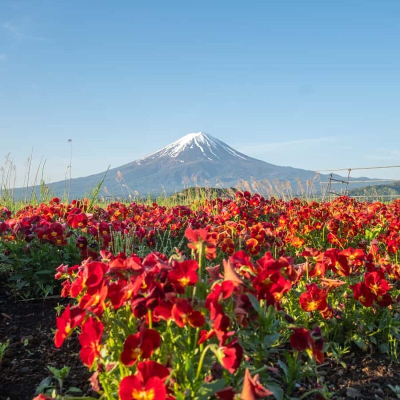 From Tokyo: Mount Fuji Five Lakes Private Full Day Tour - Who Should Consider This Tour?