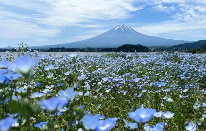 From Tokyo: Mount Fuji Full Day Customized Private Tour 9pax - Good To Know