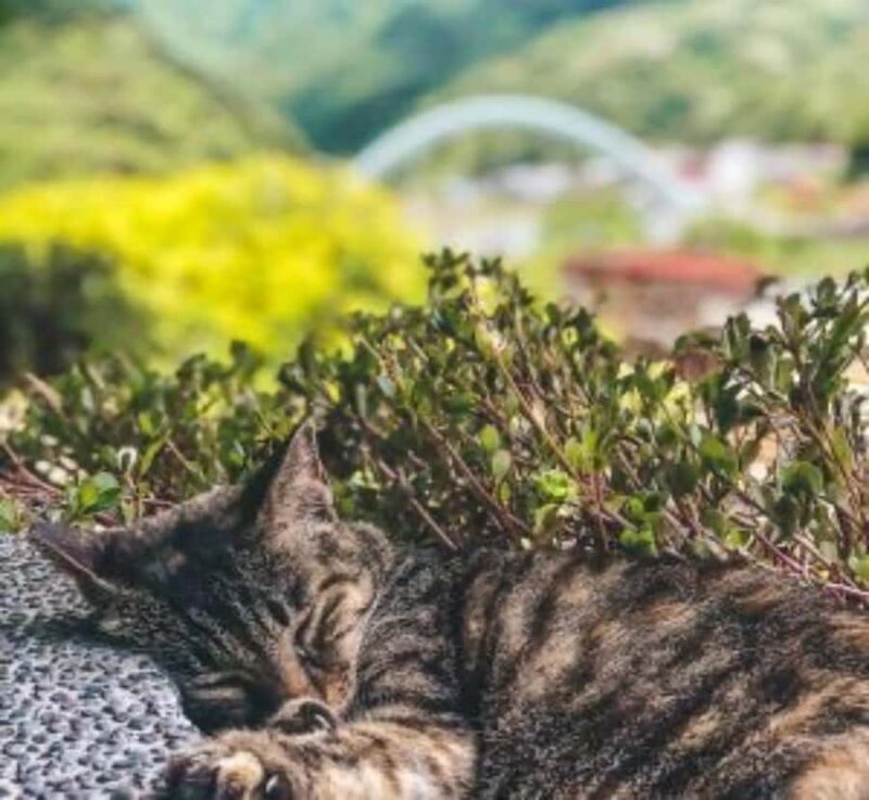 From Tokyo: Mount Fuji Full Day Private Customizable Tour - Good To Know