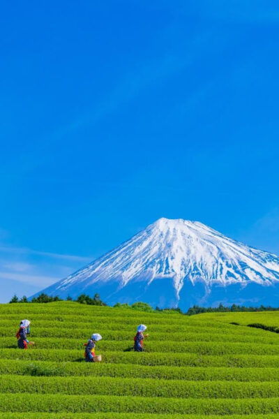 From Tokyo: Mount Fuji Highlight Photo Spots Full-Day Tour - Transportation Information
