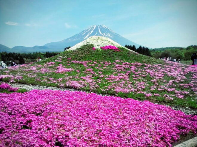From Tokyo: Mount Fuji Instagram Spots 1-Day Private Tour - Driver Information