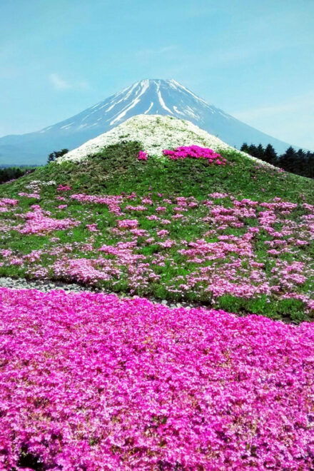 From Tokyo: Mount Fuji Instagram Spots 1-Day Private Tour - Inclusions for Your Tour