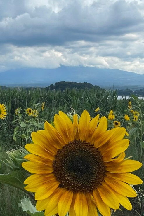 From Tokyo: Mount Fuji Private Day Trip - Good To Know