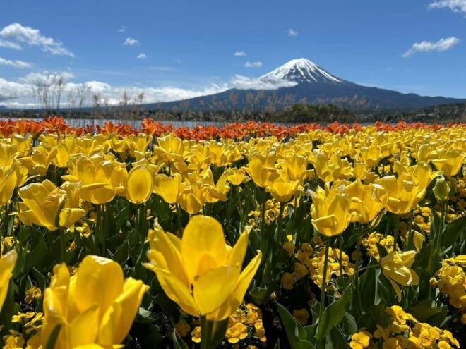 From Tokyo: Mt Fuji and Lake Kawaguchiko Private Day Trip - Customer Feedback