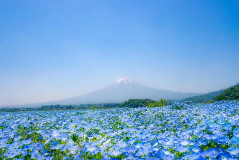 From Tokyo: Mt Fuji, Arakurayama and Kawaguchi Lake Day Trip - The Sum Up
