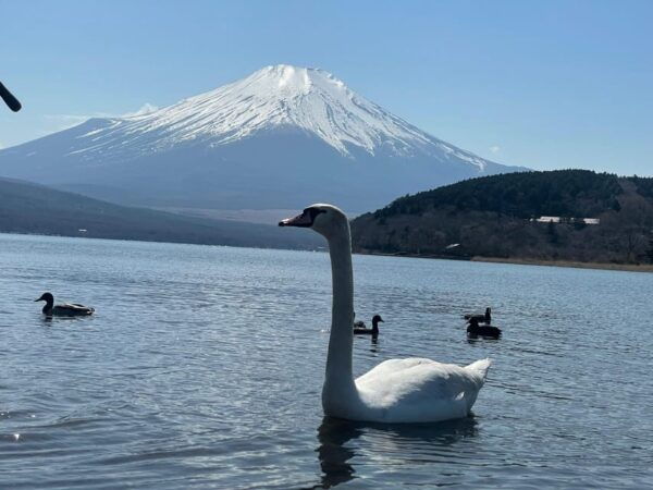 From Tokyo: Mt. Fuji Highlights Customizable Private Tour - Frequently Asked Questions