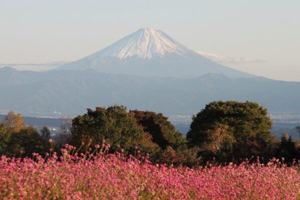 From Tokyo: Mt. Fuji or Hakone Private Sightseeing Day Trip - Inclusions for the Tour