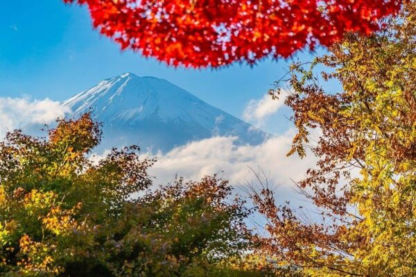 From Tokyo: Mt. Fuji or Hakone Private Sightseeing Day Trip - Important Tour Information